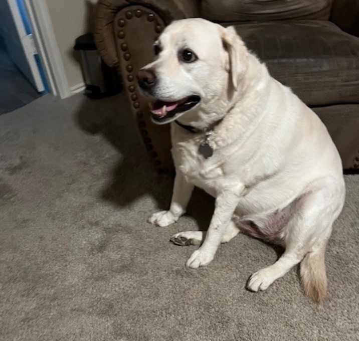 Photo of Luna