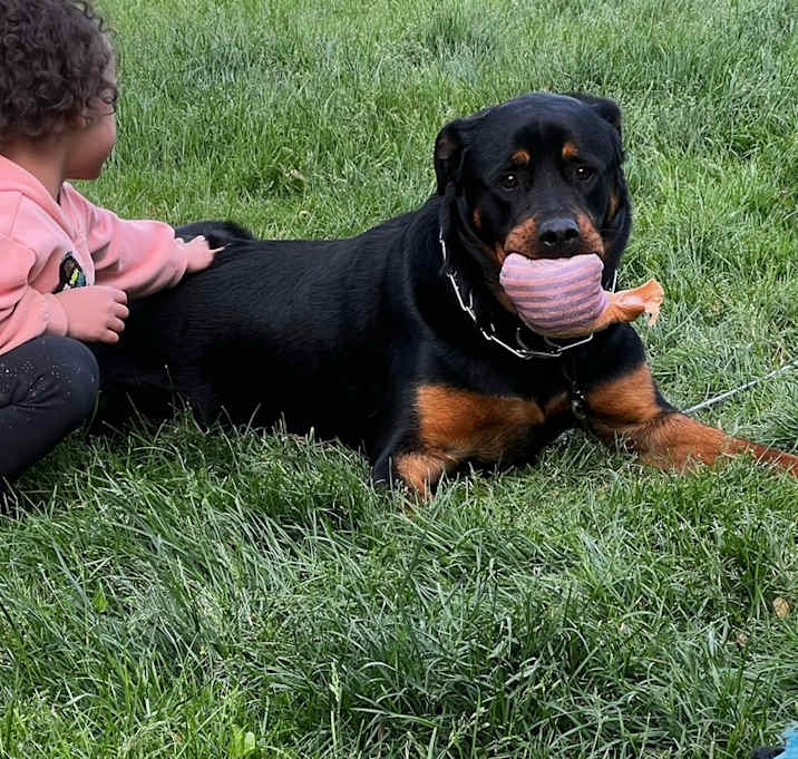 Photo of Bear