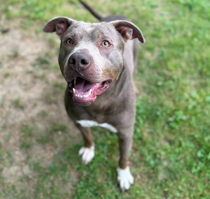 Photo of Shadow