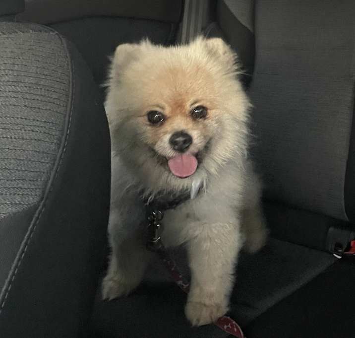 Photo of Chewy