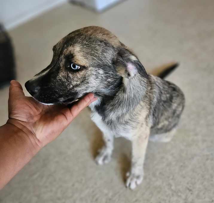 Photo of Milo