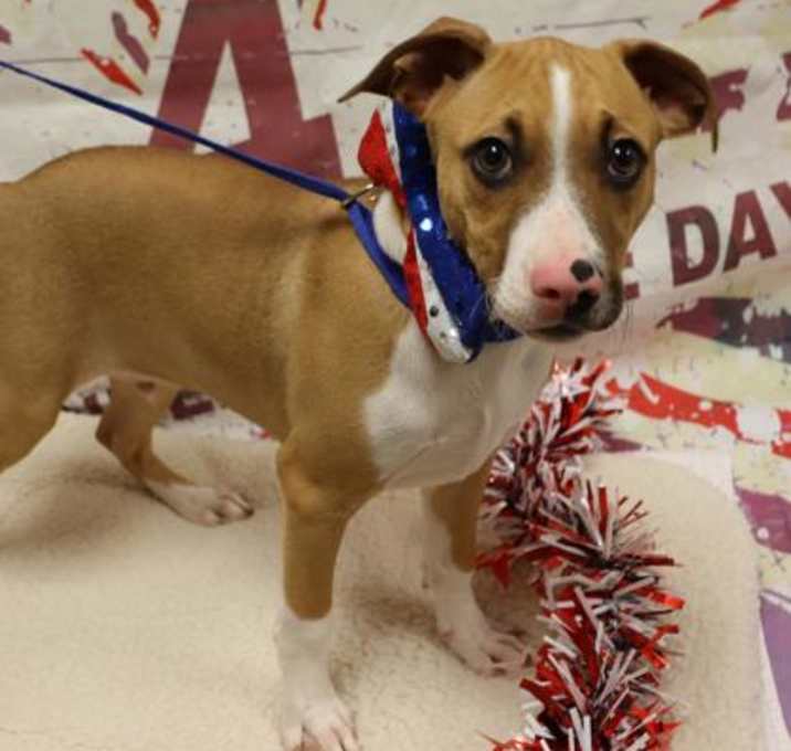 Photo of Adoptable Pepperoni