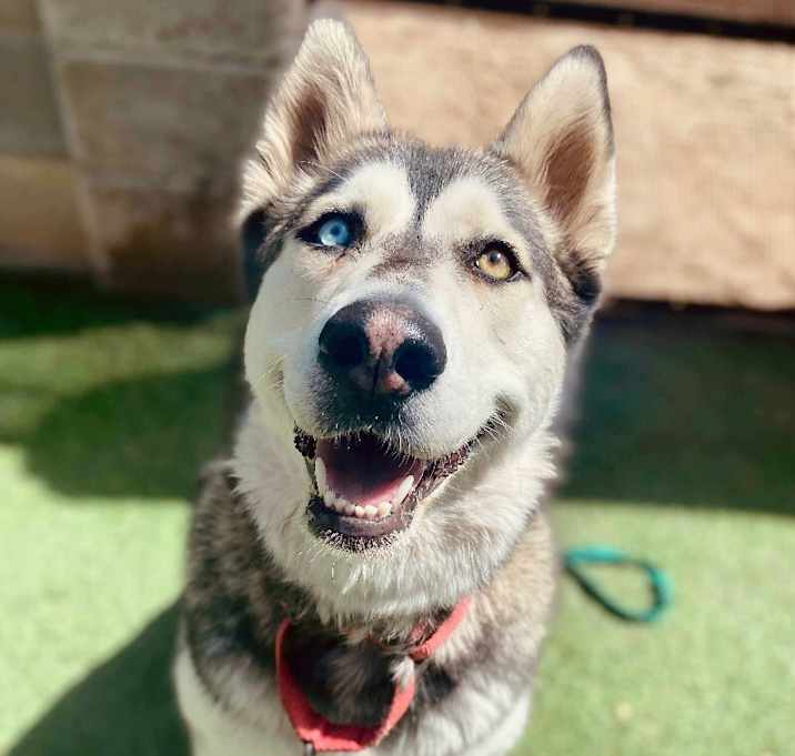 Photo of Freya Belle the most affectionate husky