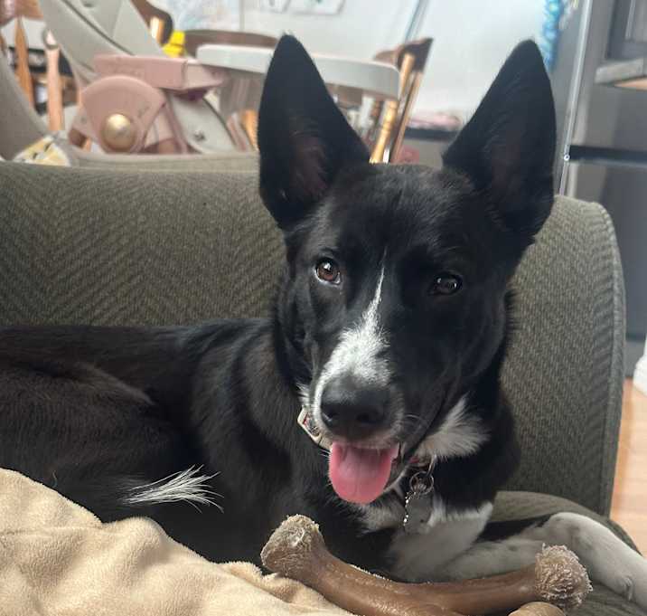 Photo of Riley