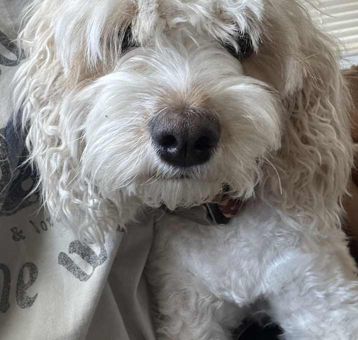 Photo of Maisie