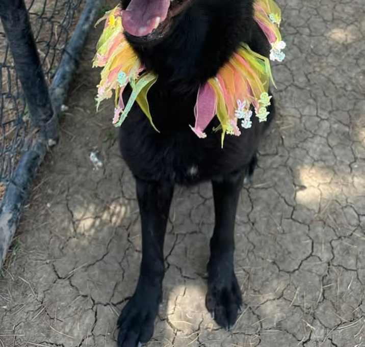 Photo of Velvet