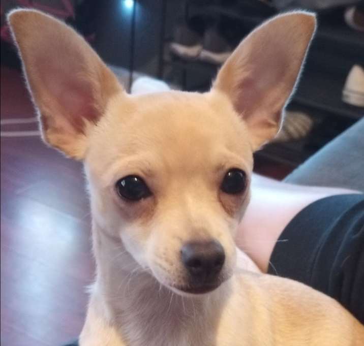 Photo of Churro