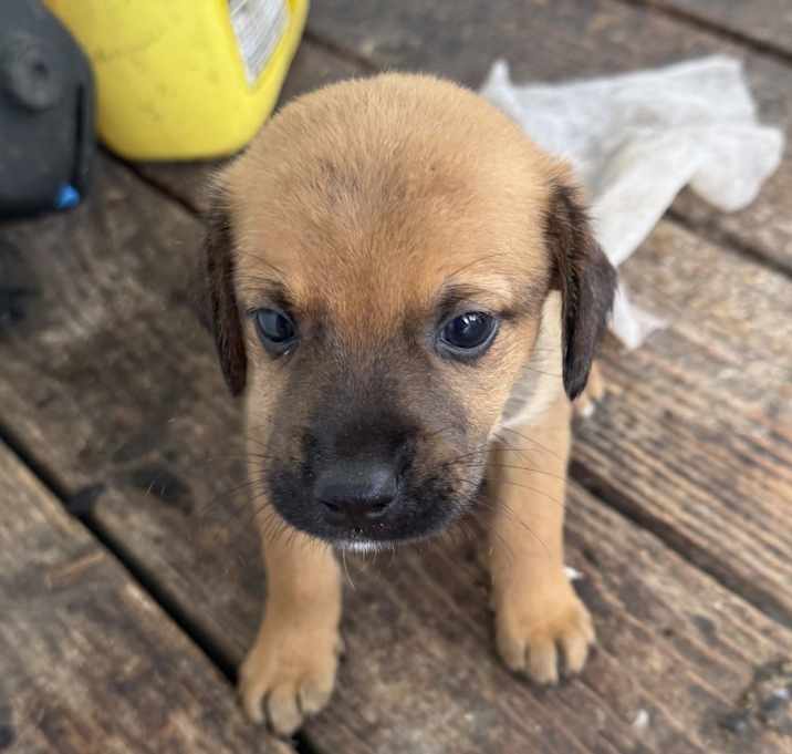 Photo of Turbo