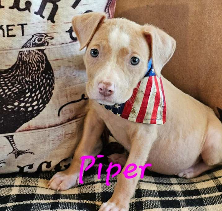 Photo of Piper