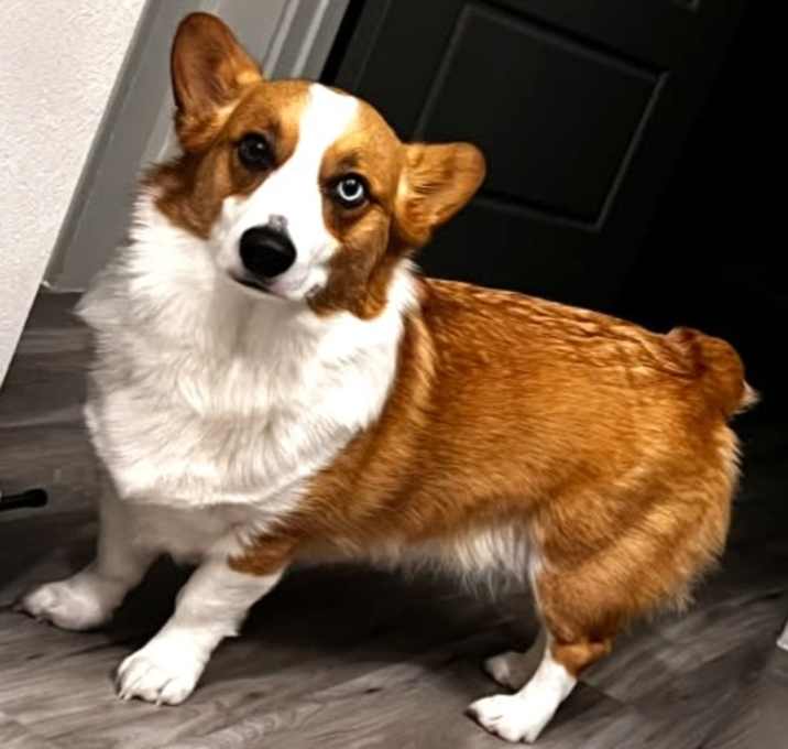 Photo of Ozzie