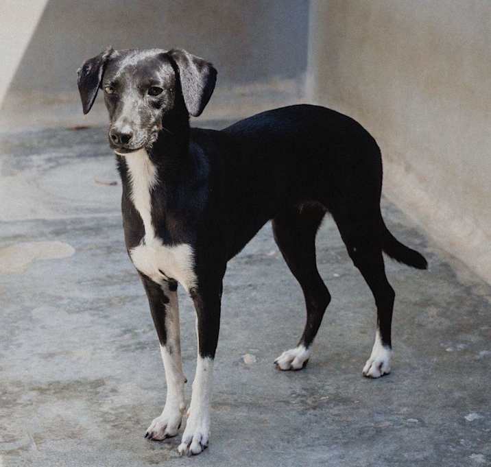 Photo of Dina
