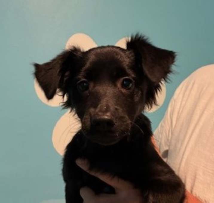 Photo of Taco