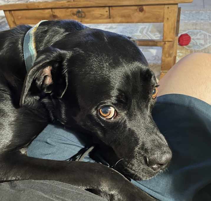 Photo of Morty