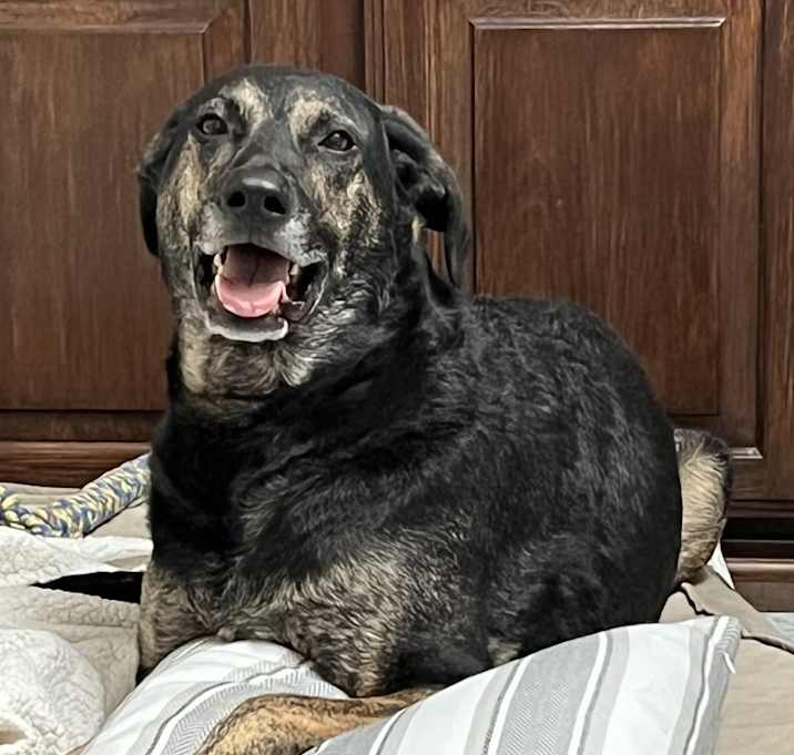 Photo of Kami