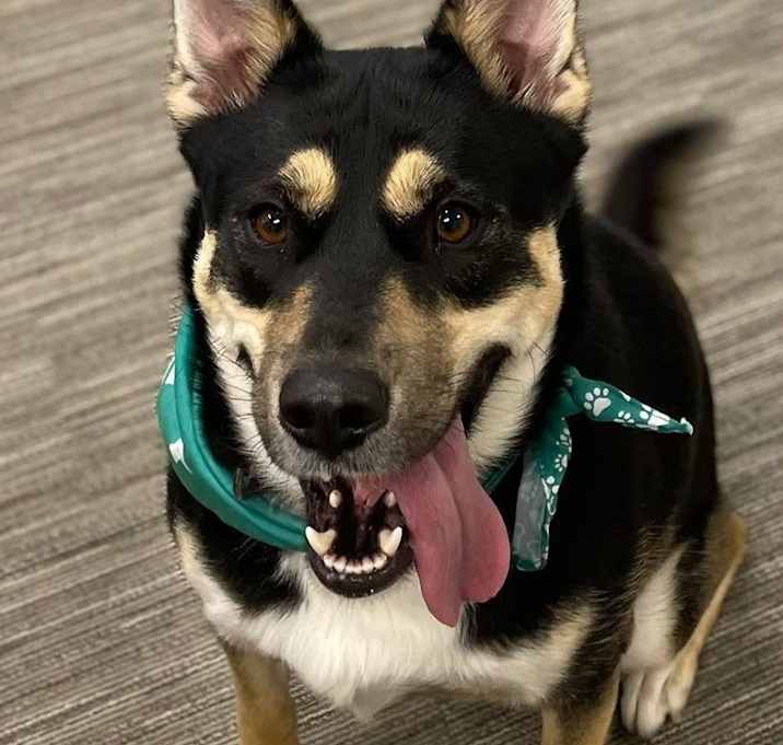 Photo of MOLLY ~ $0 Adoption Fee!