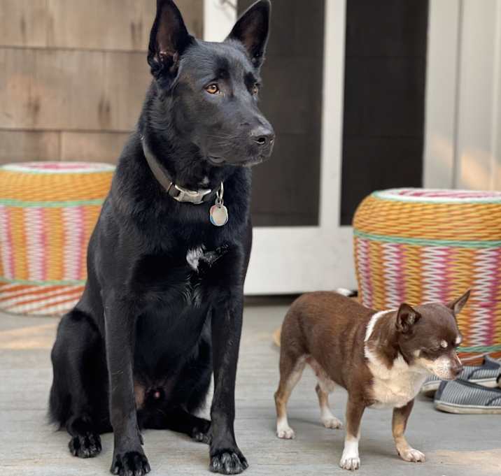 Photo of Dingo