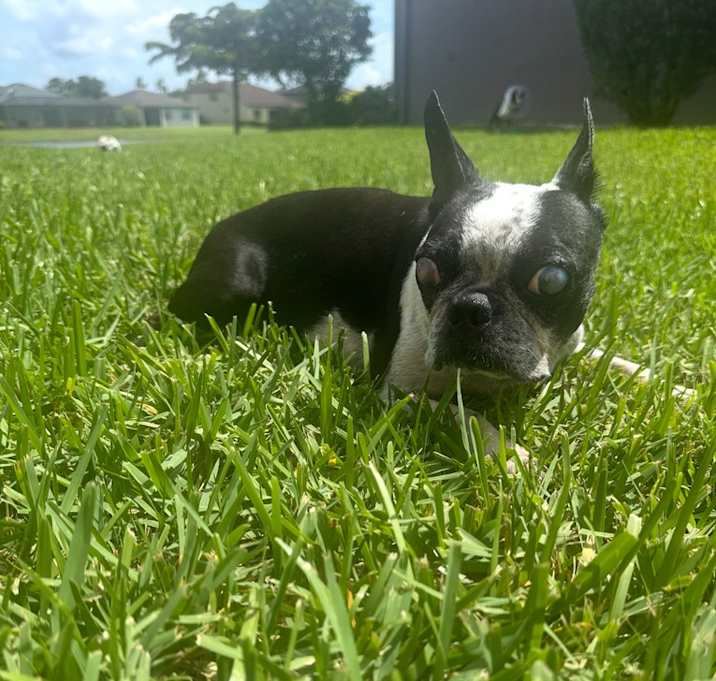 Photo of Stella Mae - 4273 Florida