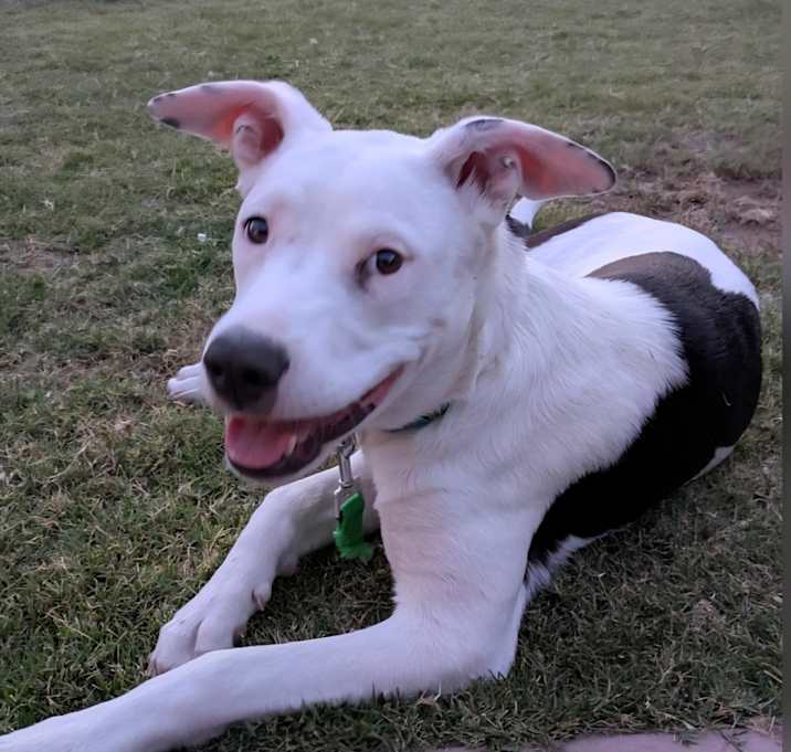 Photo of Daisy