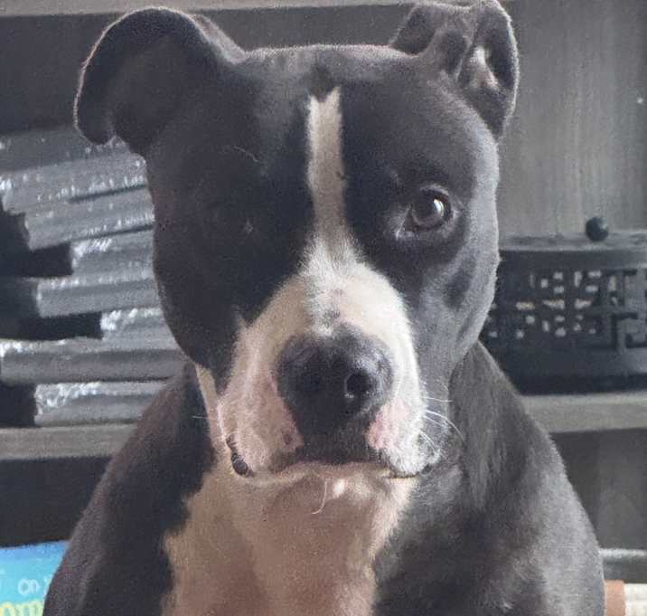 Photo of Luna