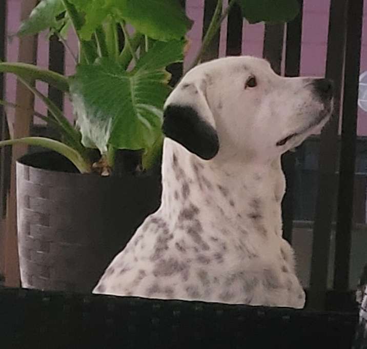 Photo of Bella Rae
