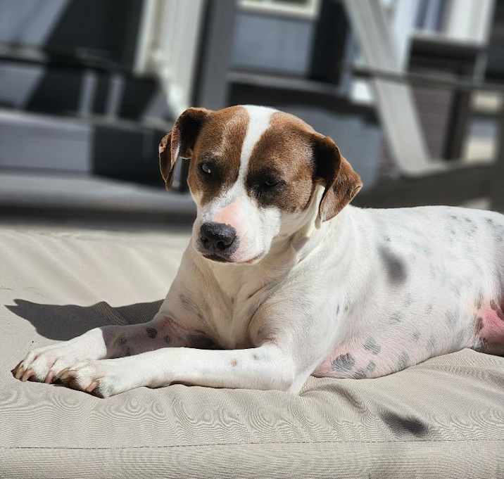 Photo of Peanut