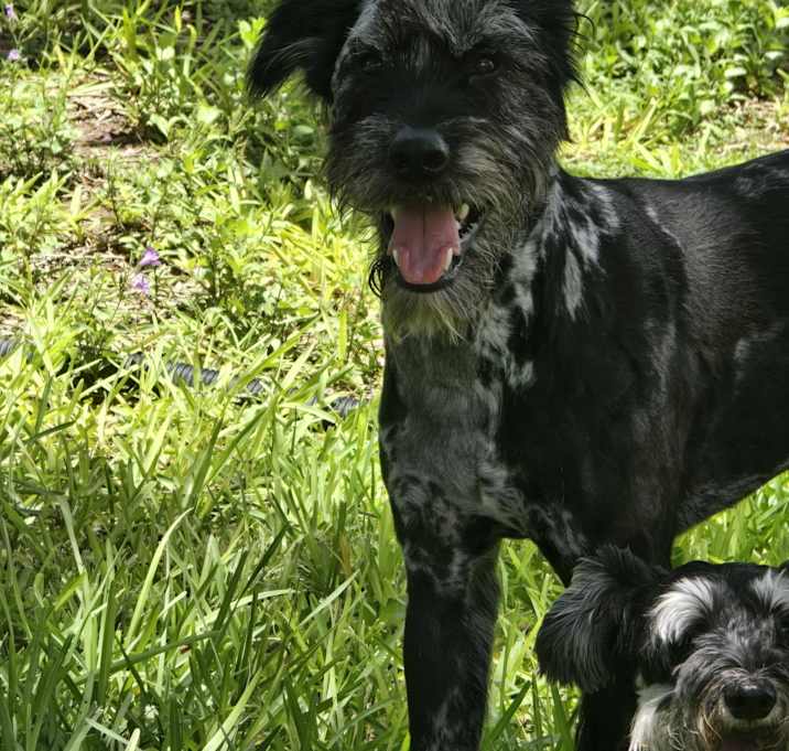 Photo of Smokey