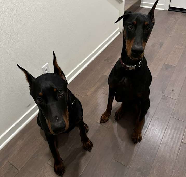 Photo of Ace