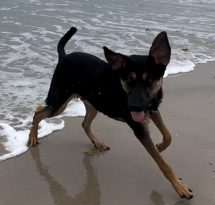 Photo of Ryker
