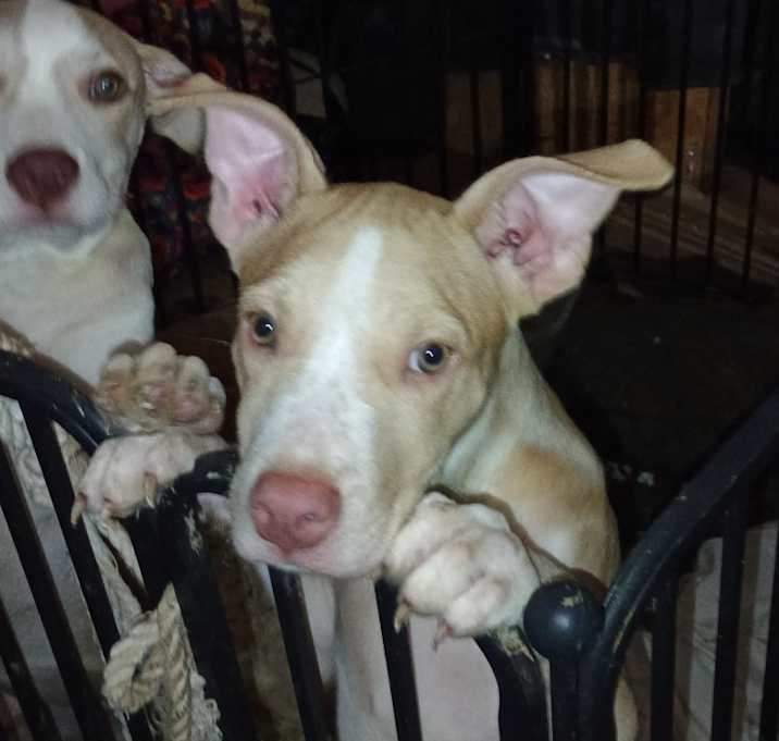 Photo of Lucy &  Fawn