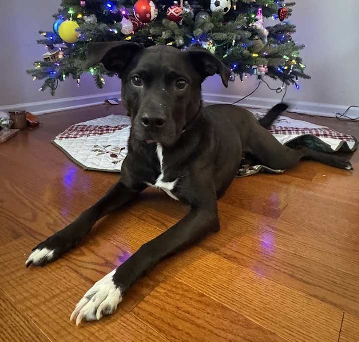 Photo of Blitz