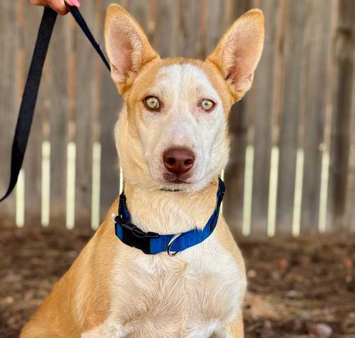 Photo of Chance 