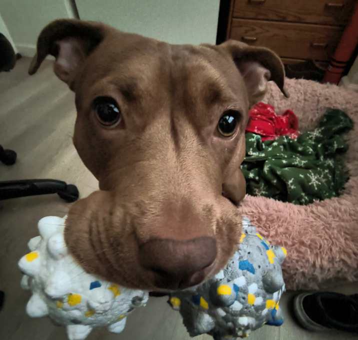 Photo of Fudge Brown
