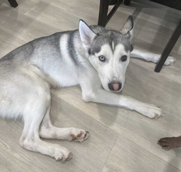 Photo of Tucker