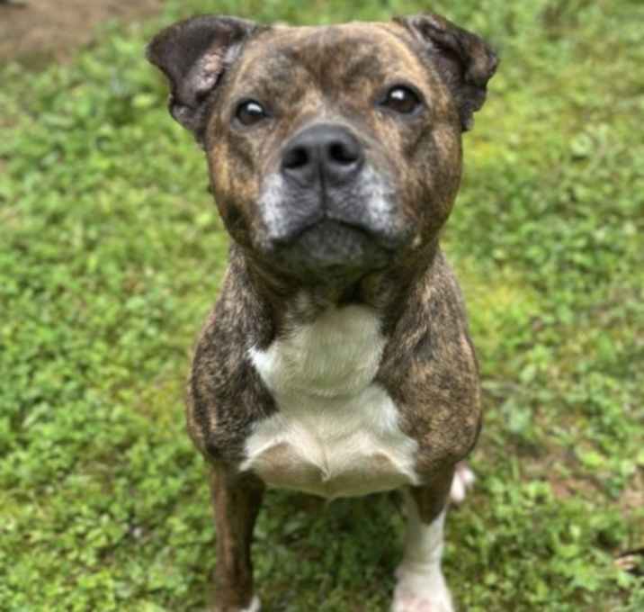 Photo of Koa