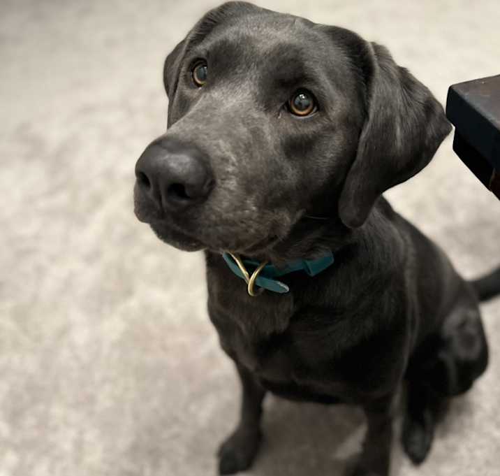 Photo of Belle
