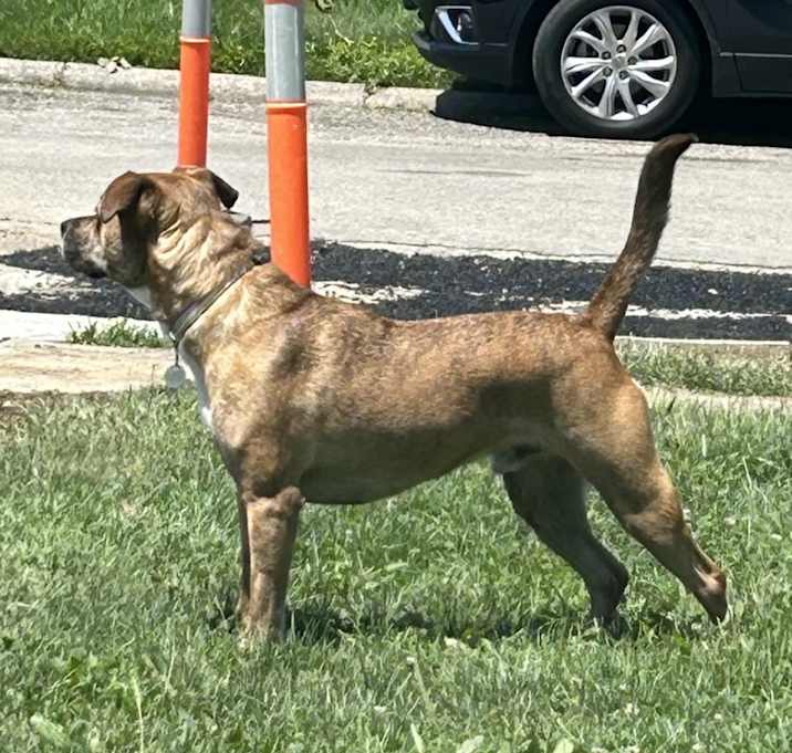 Photo of Gunner