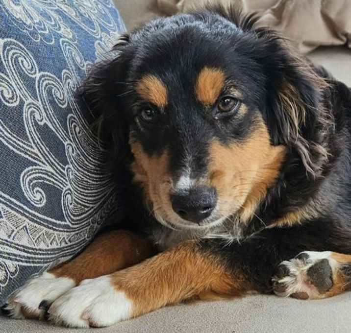 Photo of Buddy