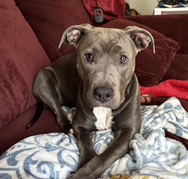 Photo of Gypsy