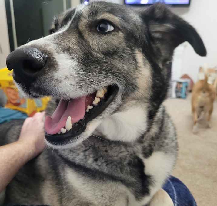 Photo of Akira