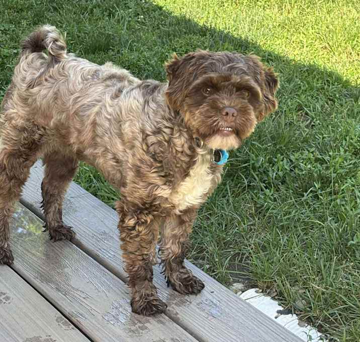 Photo of Benji