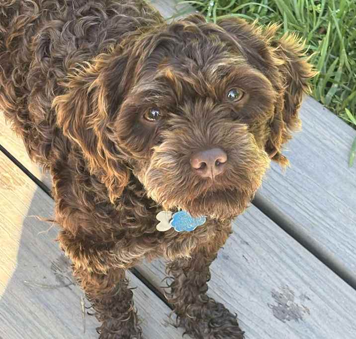 Photo of Toto