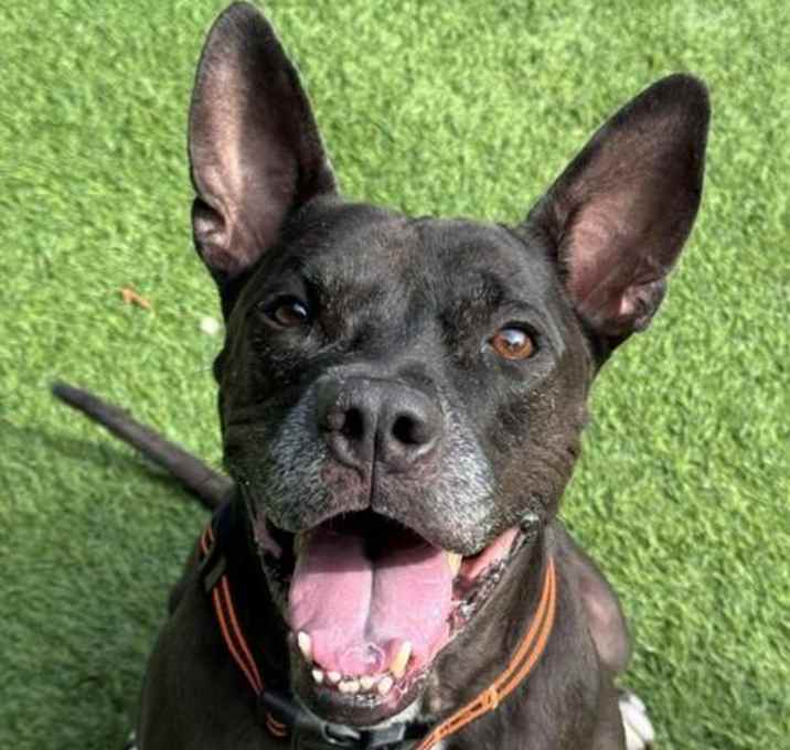 Photo of BRUCE
