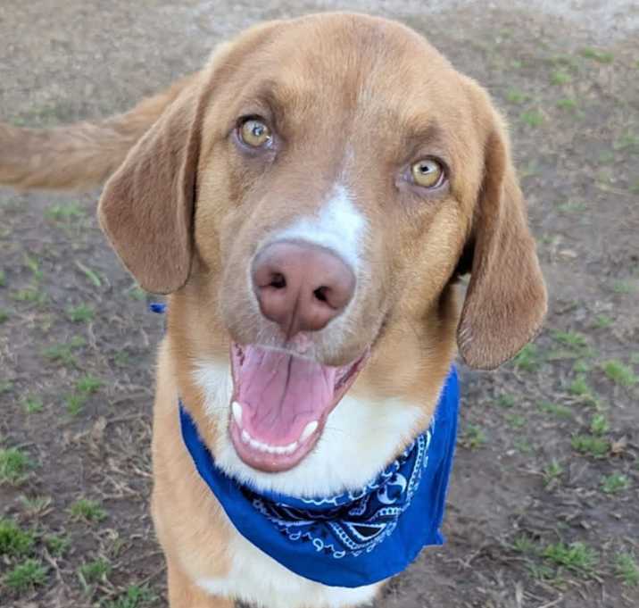 Photo of Copper
