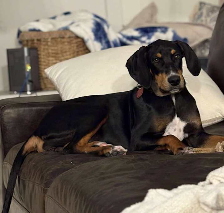 Photo of Bella