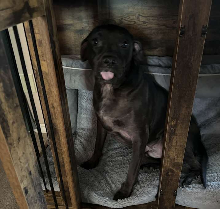 Photo of Scout