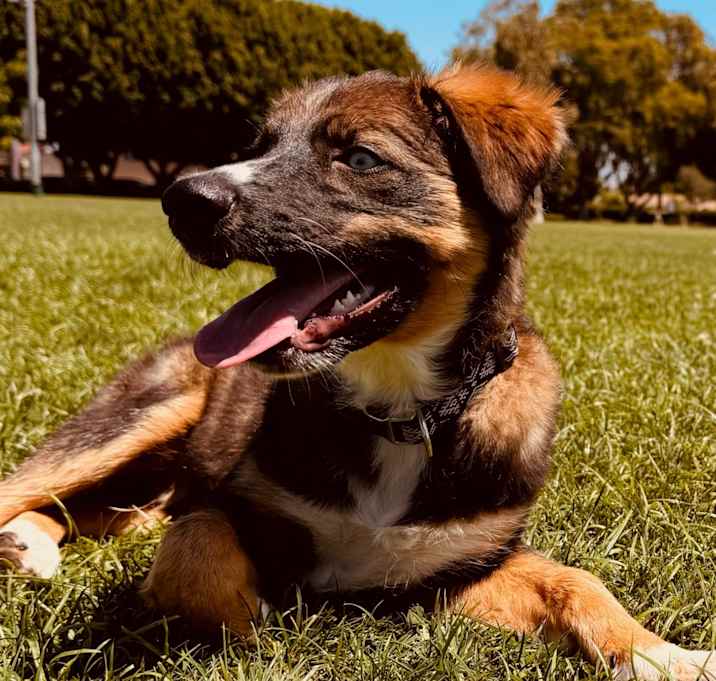 Photo of Alfie