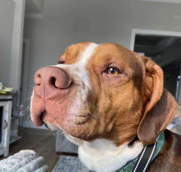 Photo of Milo
