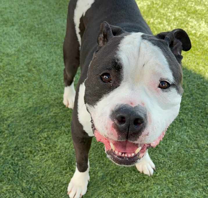 Photo of Oreo A1772537