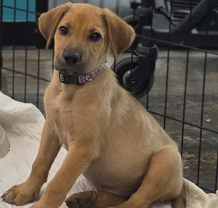 Photo of Kona