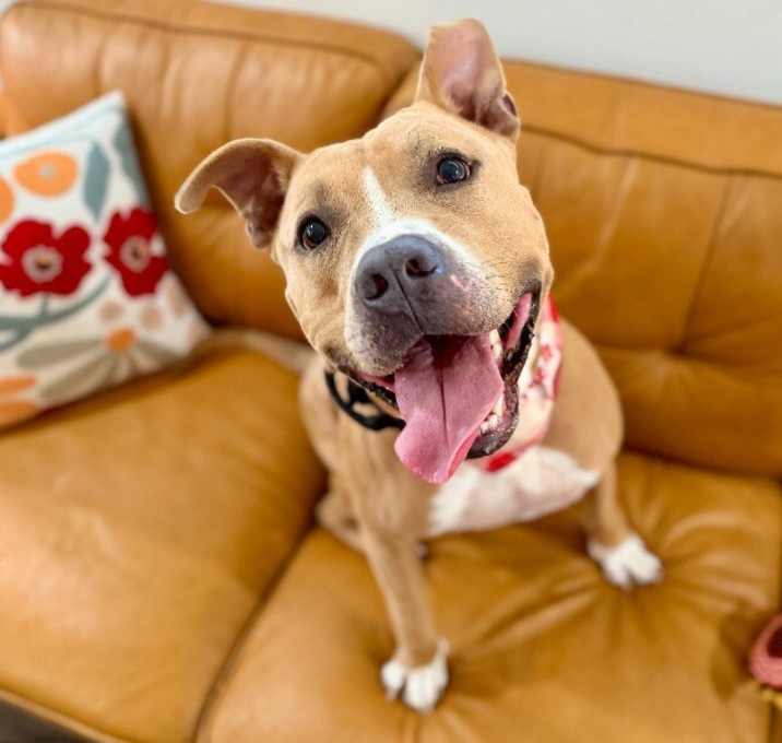Photo of Webster Von Zoomie grade a beefcake